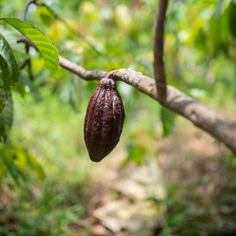 Cocoa beans